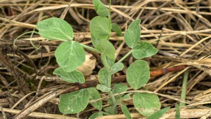 Tundra Peas