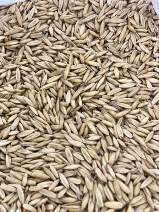 Tundra Oats